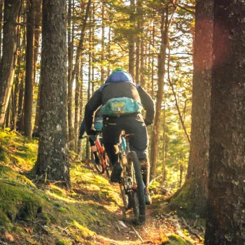 Cyklist i skogen