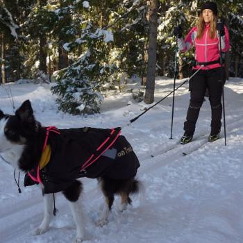 Tjej på skidor med hund i koppel