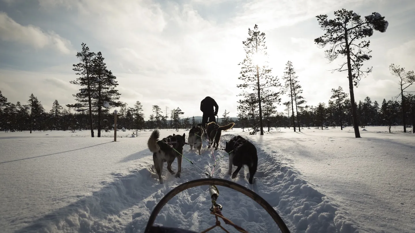 Hundspann en vinterdag