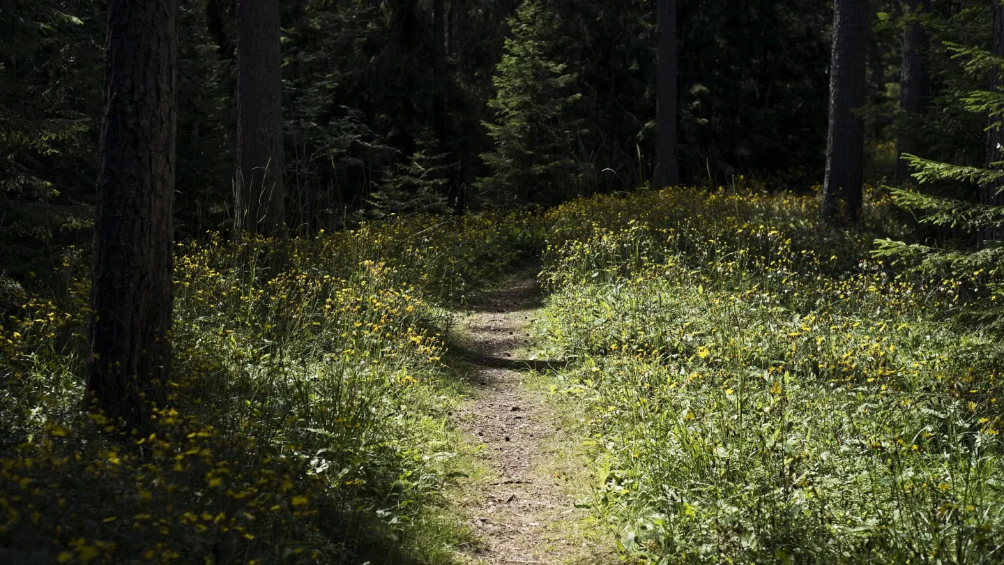 Skogsstig på Limön.