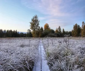 Morgonfrost_MinnaPalmunen Spångbräda med morgonfrost