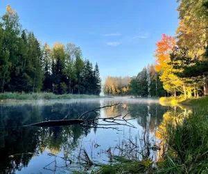 Huv.entren_210926_JessicaBerg Stilla vattendrag i skogen en fin höstdag