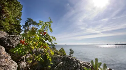 Utsikt mot havet med rönnberg i förgrunden 