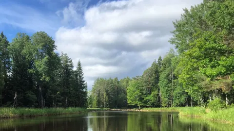 Vy över skog och vatten en fin dag