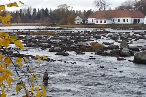 Fiske i älven i Gysinge