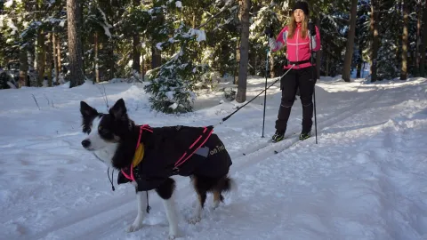 Tjej på skidor med hund i koppel