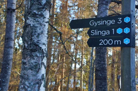 Ledskyltar på en stolpe i skogen