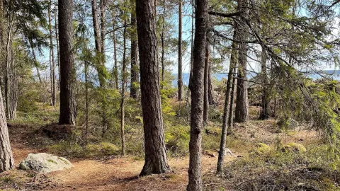 Stig i barrskog mot kusten i bakgrund 