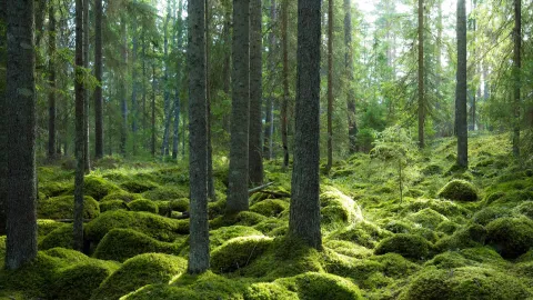 Härligt frodig grön trollskog med träd och mossa