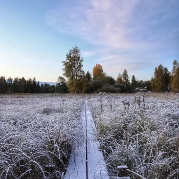 Spänger över ett fält med frost