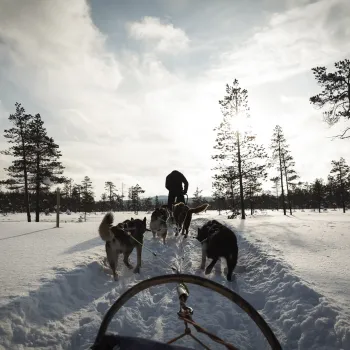 Hundspann en vinterdag