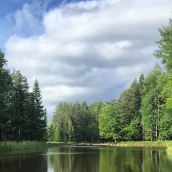 Vy över stilla vattendrag i en skog