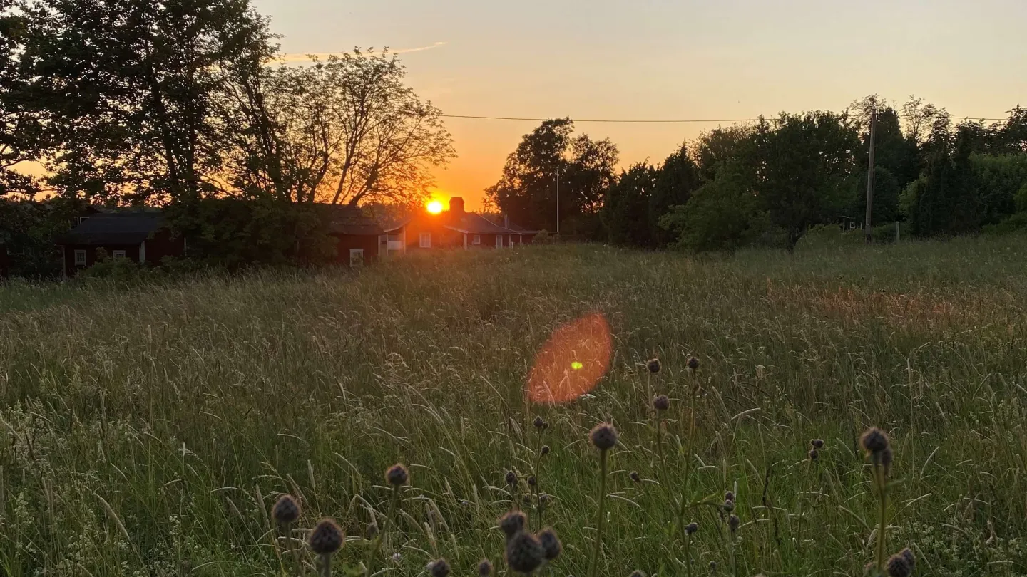 Solnedgång på Limön över en åker